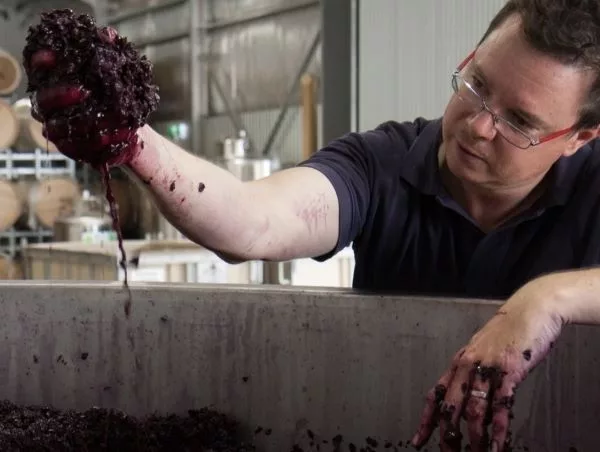 Curator Wine Co. winemaker inspecting freshly harvested Shiraz grapes during the winemaking process at the Barossa Valley winery.